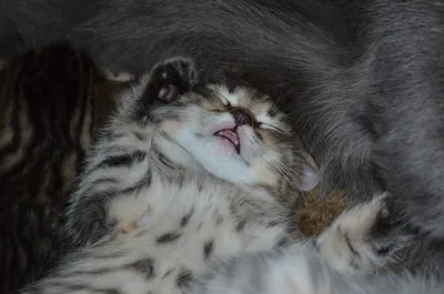 О чем говорят позы спящих кошек