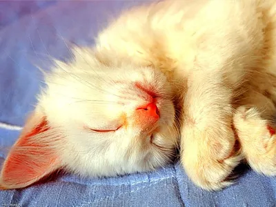 Крупным планом фото милого спящего кота · Бесплатные стоковые фото