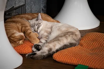 Обои на рабочий стол Два спящих котенка, обои для рабочего стола, скачать  обои, обои бесплатно