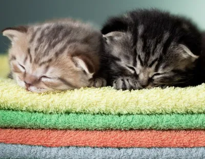 три спящих кота стоковое изображение. изображение насчитывающей коты -  224330151