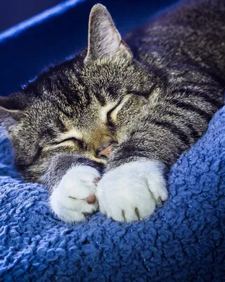 Спящий кот картинки - 61 фото
