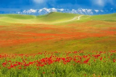 Картинки степи казахстана - 68 фото