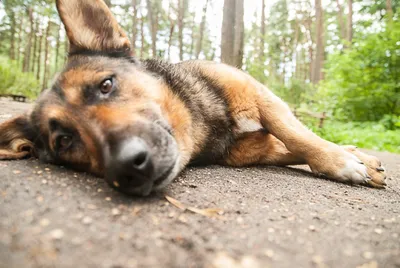 В России названы лучшие породы сторожевых собак - Российская газета