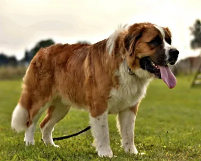 Один из лучших сторожевых собак Стоковое Фото - изображение насчитывающей  прогулка, фасоли: 160741806