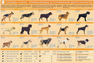 Сторожевых собак бросили умирать в тайге рабочие (ФОТО) — Новости Хабаровска