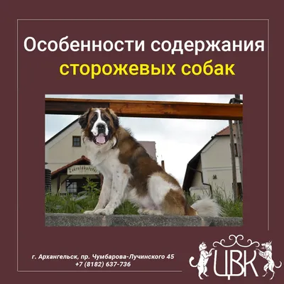 Кинология - основы дрессировки, правила ухода и тактика применения  служебных собак (учебные плакаты)