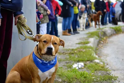 Породы сторожевых собак, подходящие для охраны частного дома - ЧОО  «Трансблок»