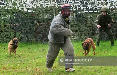 Служебных собак защитит новый приказ Минобороны России | Ветеринария и жизнь