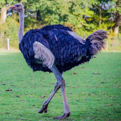 Африканский страус: описание, чем питается, вес и рост