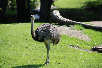 Взгляд со стороны страуса красного лица Стоковое Фото - изображение  насчитывающей страус, рот: 31860612