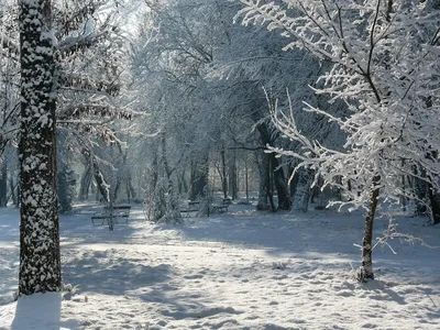 Какой будет зима 2022-2033 в Беларуси: предварительный прогноз, потепление,  морозы, температура в последние зимы, - KP.RU
