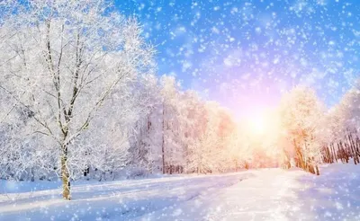 Солнце зимой, связанные с верхушки деревьев в лесу на Killakee елевом Co  пункта панорамного вида Дублина. Дублин, Ирландия Стоковое Изображение -  изображение насчитывающей горы, снежок: 207087789