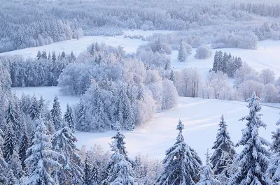 Зимой были затронуты вопросы, связанные со свежим снегом деревья Стоковое  Изображение - изображение насчитывающей изморозь, праздник: 197746683