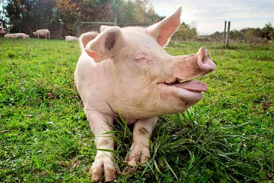 Биологи расшифровали значение хрюканья и визгов свиней - Газета.Ru | Новости
