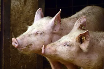 Органы мертвых свиней впервые оживили: Наука: Наука и техника: Lenta.ru