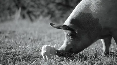 Свинья: 9 фактов об одомашненном подвиде кабана | Приключения натуралиста |  Дзен