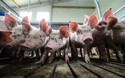 В Китае вырастили монструозную свинью: она весит больше 500 кг