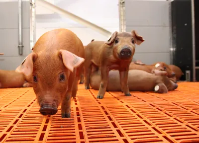 Японка 100 дней снимала видеоблог про свинью, а потом съела ее - Российская  газета