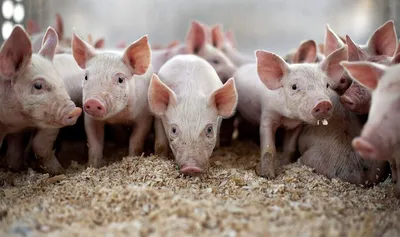 3 свиньи стоковое изображение. изображение насчитывающей жизнь - 39545727