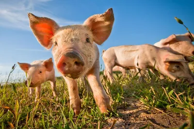 Инфекция гуляет по району – свиньи в опасности | Ганцавіцкі час