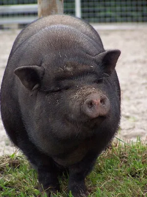 Венгерская мангалица свинья — Зоопарк Садгород