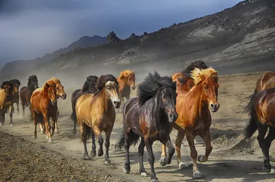 Табун лошадей пытался сбежать из Омска в Казахстан