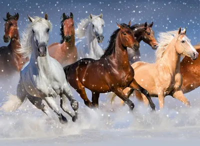Небольшой табун лошадей в горах :: Михаил СПб - – Социальная сеть ФотоКто