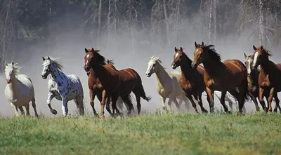 Табун лошадей, несущийся по заснеженной степи