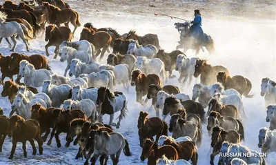 Табун лошадей в степи уезда Чжаосу в Синьцзяне - CGTN на русском