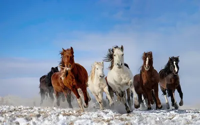 В Кисловодске табун лошадей впервые отправили на \"штрафстоянку\" -  Российская газета