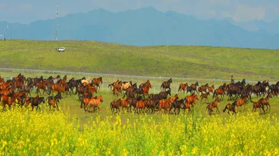 ФОТОФАКТ: Табун лошадей в степях