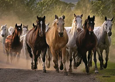 Табун лошадей в поле стоковое изображение. изображение насчитывающей  млекопитающее - 64997903