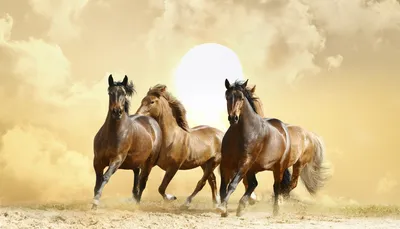 Табун лошадей » maket.LaserBiz.ru - Макеты для лазерной резки