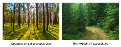 Тайга отчитается за парниковый эффект: в России будут сдавать участки леса  под «углеродный кредит» - «Экология России»
