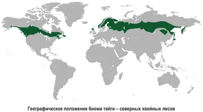 Нетронутая Пустыня Уссурийской Тайги — стоковые фотографии и другие  картинки Pinaceae - Pinaceae, Без людей, Берег реки - iStock