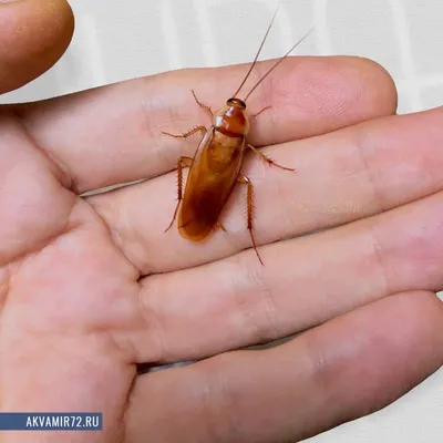 Как быстро вывести тараканов? — Ботаничка