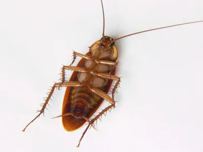 Причины появления тараканов в квартире - виды тараканов