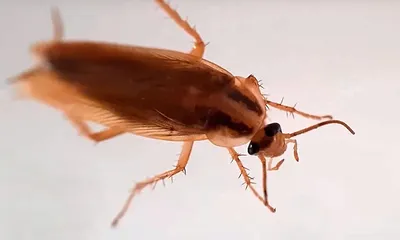 Почему так трудно раздавить таракана
