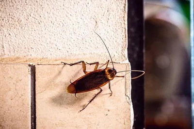 Моя война с тараканами | Пикабу