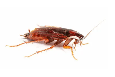 Какие бывают тараканы