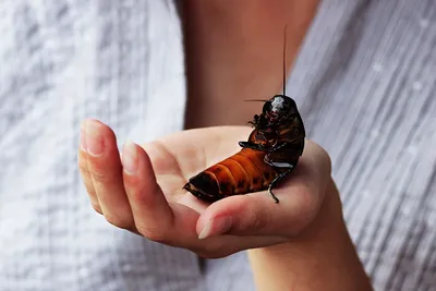 Топ-10 самых больших тараканов в мире | Интересные факты о кино | Дзен