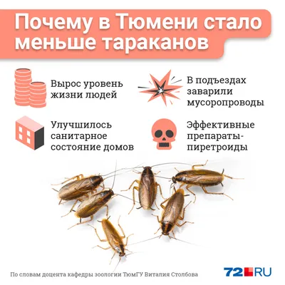 На нашествие огромных тараканов жалуются жители Уральска