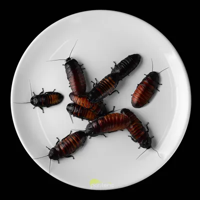 Американские, страшные и опасные? Как гигантские тараканы заполонили Сочи |  ОБЩЕСТВО | АиФ Краснодар