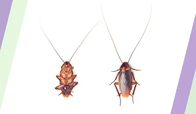 Биологи описали, как спариваются избегающие сахар тараканы