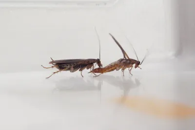 ᐅ Как распознать таракана на разных стадиях жизненного цикла, признаки  молодых тараканов, опасность тараканов
