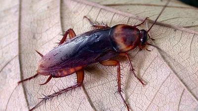 Очень живучий вредитель\": пятисантиметровые летающие тараканы появились в  Сочи - 30.07.2019, Sputnik Абхазия
