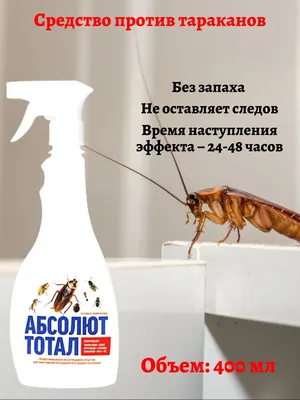 Мадагаскарские тараканы, как правильно оборудовать инсектарий - Другие  обзор на Gomeovet