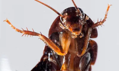 Как избавиться от тараканов: все эффективные способы в 2022 году