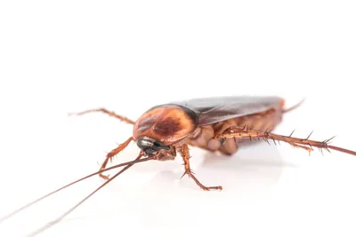 Как заставить тараканов побегать - Мослента