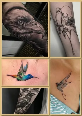 Тату птица (255 фото) - значение татуировки, эскизы 2024